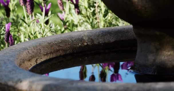 Вид Крупним Планом Водний Басейн Гірського Масиву Оточенні Квітів — стокове відео