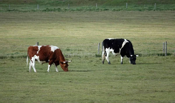 一头黑牛和一头棕色的母牛在田里的草地上吃草 — 图库照片