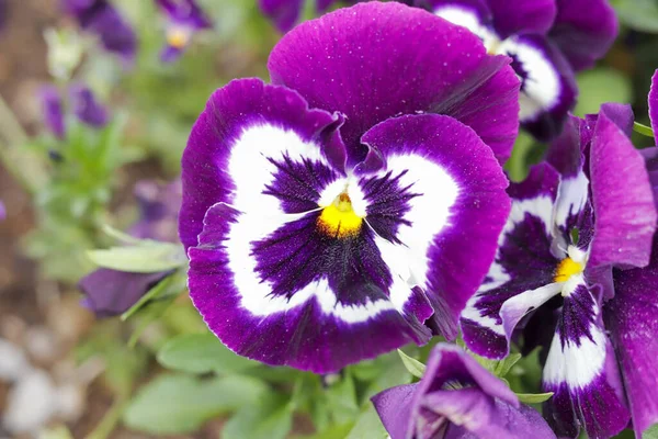 Tiro Close Pansies Roxas Florescendo — Fotografia de Stock