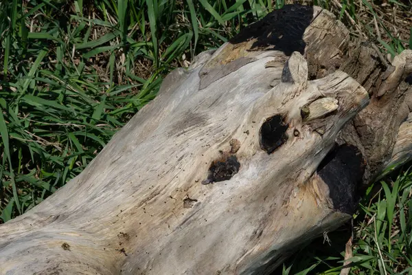 Gros Plan Tronc Arbre Sec Tombé Sur Herbe Dans Forêt — Photo