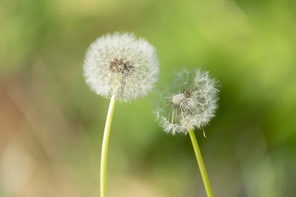 Eine Nahaufnahme Von Flauschigem Löwenzahn — Stockfoto