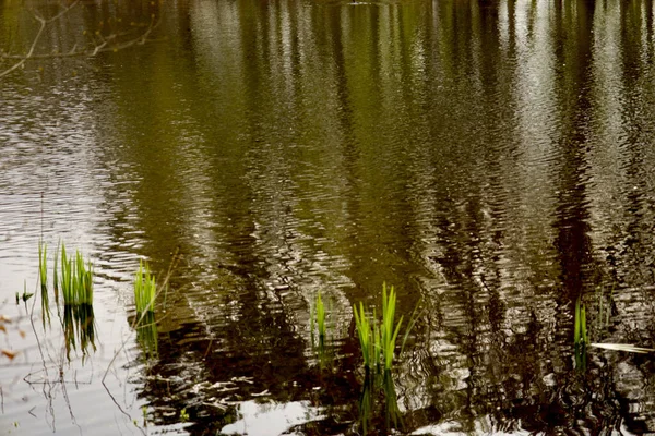 公園内に草のある波状の湖 — ストック写真