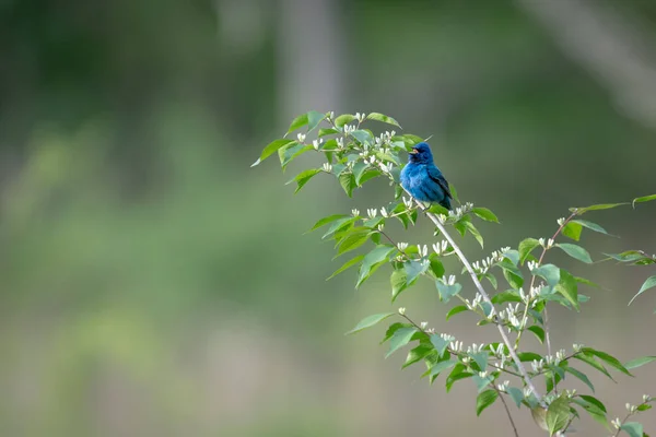 Selektivní Záběr Krásného Modrého Indigového Ptáka Sedícího Větvi — Stock fotografie