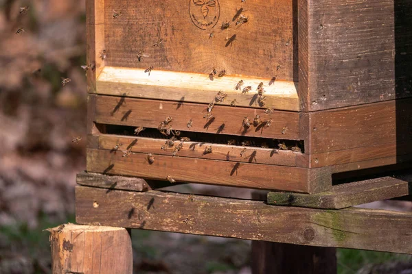 Ένα Κοντινό Πλάνο Των Μελισσών Που Πετούν Γύρω Από Ξύλινο — Φωτογραφία Αρχείου