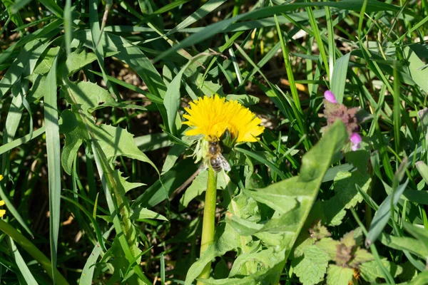 Eine Nahaufnahme Eines Gelben Löwenzahns Auf Einer Wiese Sonnenlicht — Stockfoto