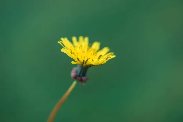 Квітка Спільного Сіяча Sonchus Oleraceus Копіювальним Простором — стокове фото