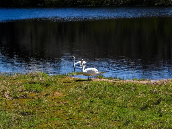 Due Bellissimi Cigni Bianchi Sulla Riva Del Lago Una Giornata — Foto Stock