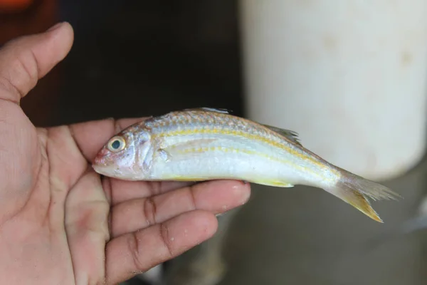 Shot Peixe Recém Apanhado — Fotografia de Stock