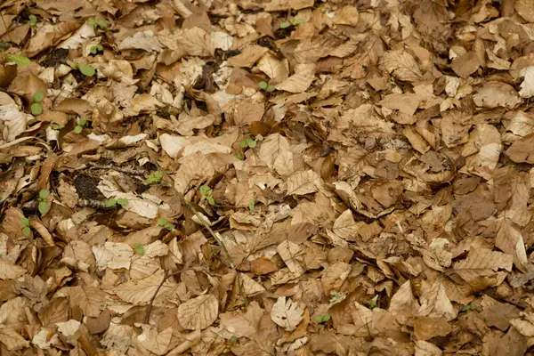 Close Terreno Florestal Coberto Por Folhas Secas — Fotografia de Stock