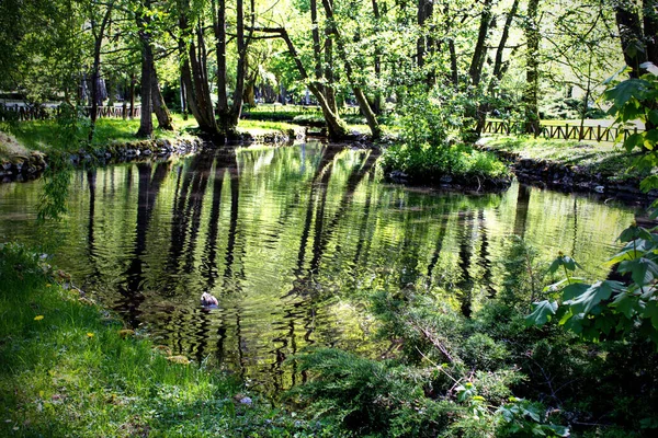 Ein Kleiner Teich Umgeben Von Grünen Bäumen Einem Park — Stockfoto