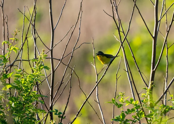 Výběrový Snímek Ptáka Vermivory Usazeného Větvi — Stock fotografie