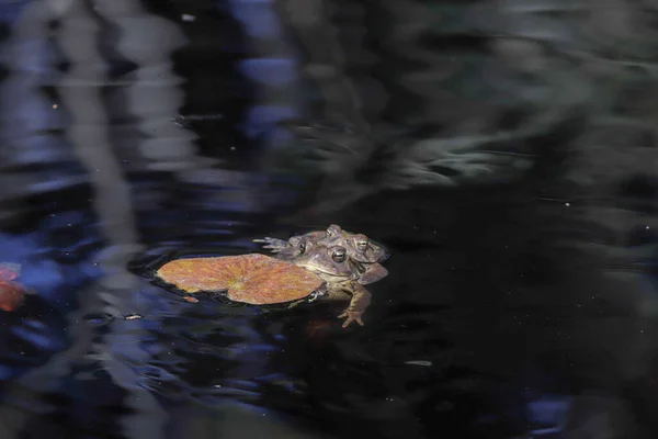 Nahaufnahme Einer Kröte Die Einem Teich Schwimmt — Stockfoto