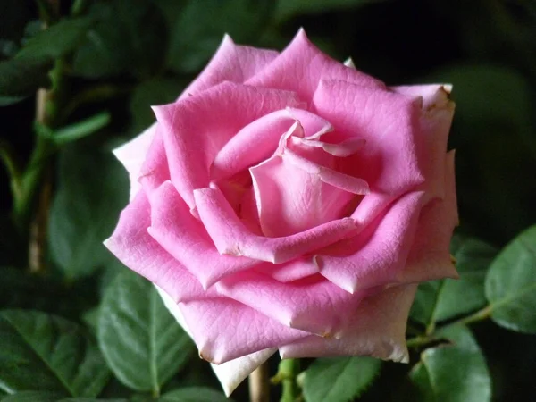 花园里的一朵粉红玫瑰花的特写镜头 — 图库照片