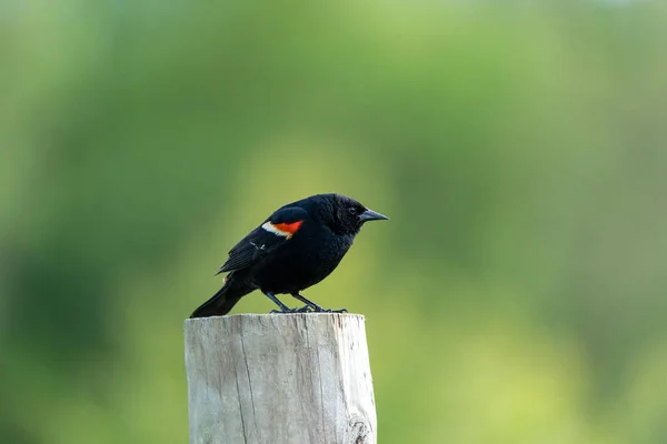 Tiro Seletivo Foco Blackbird Vermelho Alado Empoleirado Madeira — Fotografia de Stock