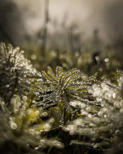 Vertical Closeup Shot Dewy Wet Pine Branches — Stock Photo, Image