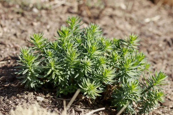 Närbild Skott Flox Blomma Groddar — Stockfoto