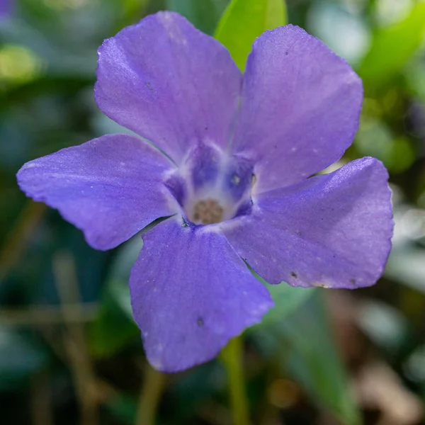 Närbild Blommande Periwinkle — Stockfoto