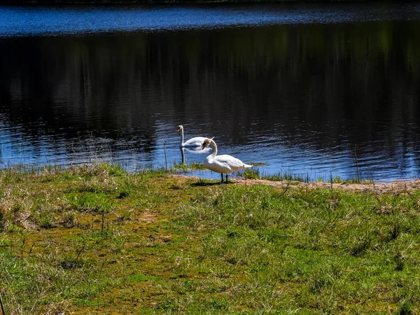 Dois Belos Cisnes Brancos Margem Lago Dia Ensolarado — Fotografia de Stock