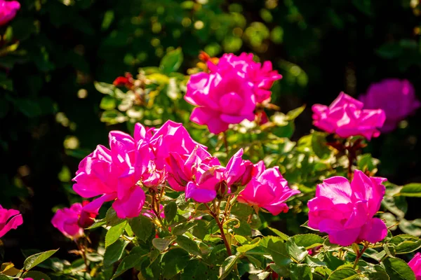 在花园里明亮的阳光下 美丽的芙罗兰本达玫瑰与柔和的粉色花瓣的照片 — 图库照片