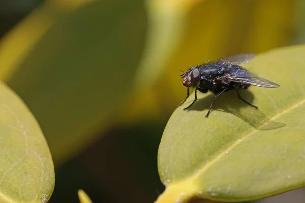 Una Mosca Sentada Sobre Las Hojas Arbusto — Foto de Stock