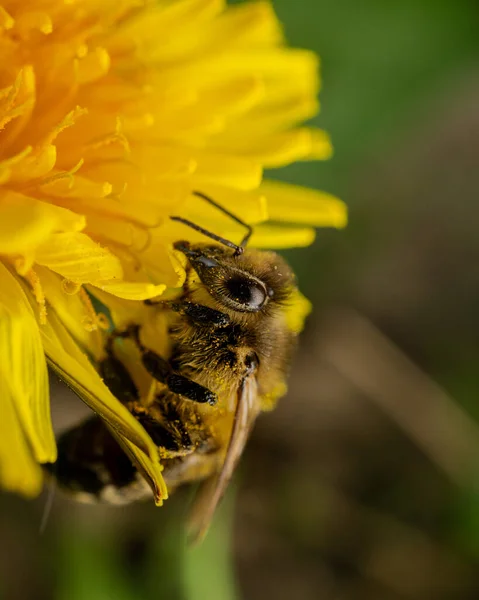 蜜蜂在黄花上采集花粉的垂直照片 — 图库照片