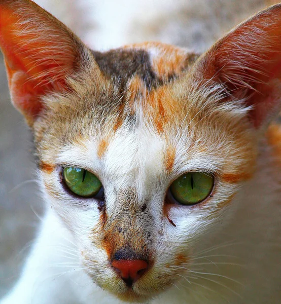 Eine Vertikale Aufnahme Einer Weißen Und Orangen Katze Mit Grünen — Stockfoto