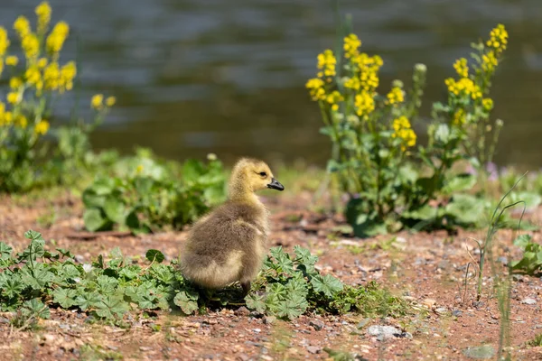 Een Closeup Shot Van Een Schattige Baby Eend Een Veld — Stockfoto