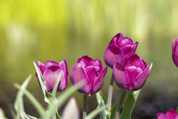 Крупный План Цветущих Темно Фиолетовых Тюльпанов — стоковое фото