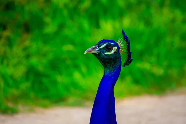 Tiro Perto Uma Cabeça Pássaro Pavão Com Pescoço Azul Olhando — Fotografia de Stock