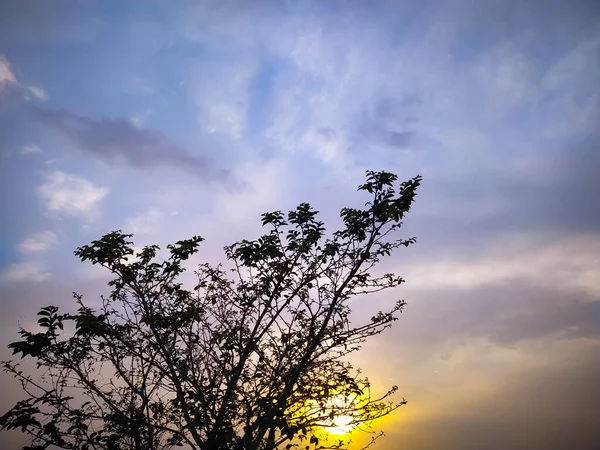 Uma Silhueta Árvores Contra Fundo Dourado Pôr Sol — Fotografia de Stock