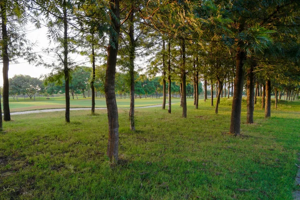 一个有松树的绿色公园 — 图库照片