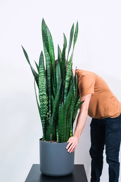 Tiro Vertical Uma Pessoa Segurando Envasado Dracaena Trifasciata Contra Fundo — Fotografia de Stock