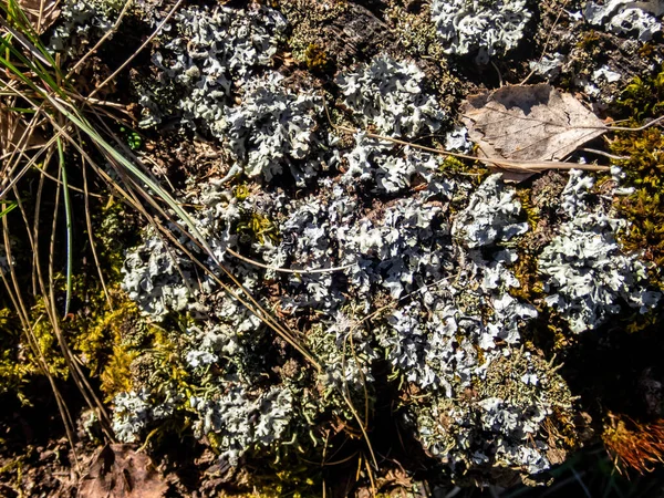 Een Selectieve Focus Shot Van Foliose Korstmos Groeien Grond — Stockfoto