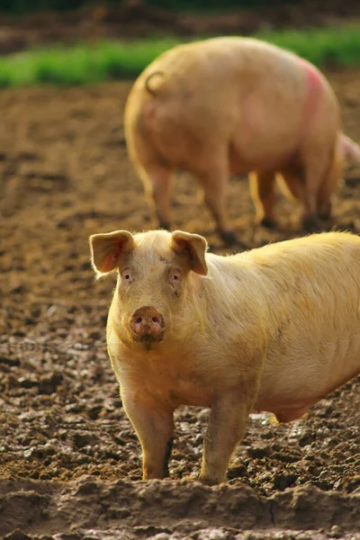 Eine Vertikale Aufnahme Von Großen Schweinen Auf Dem Becher Ackerland — Stockfoto