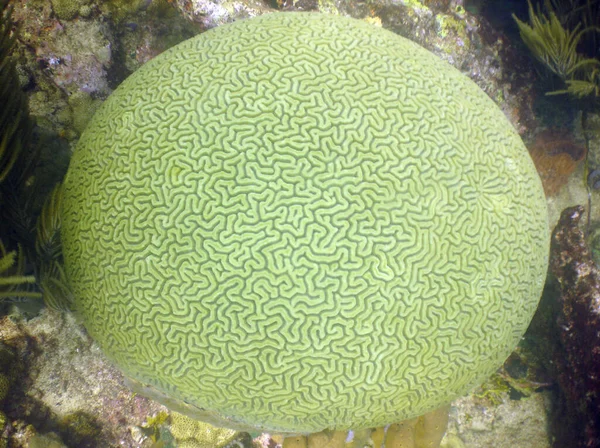 Closeup Beautiful Brain Coral Coral Reef Sea — Stock Photo, Image