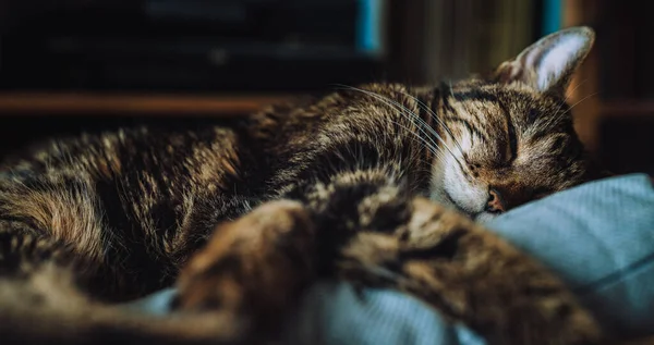 Nahaufnahme Einer Katze Die Nachts Auf Einer Blauen Couch Schläft — Stockfoto