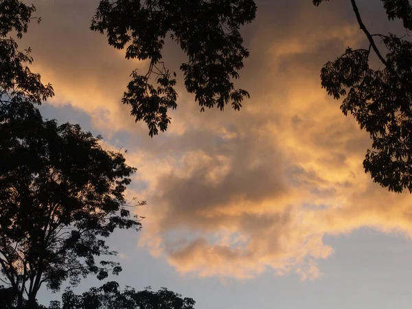 Tiro Ângulo Baixo Céu Nublado Com Galhos Árvores Galhos Primeiro — Fotografia de Stock