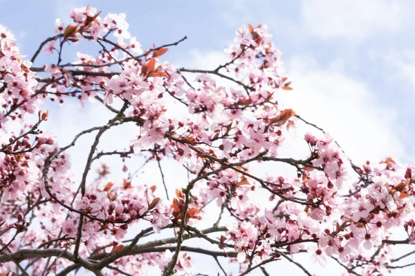 Gros Plan Cerisier Fleurit Sous Lumière Soleil Ciel Nuageux Printemps — Photo