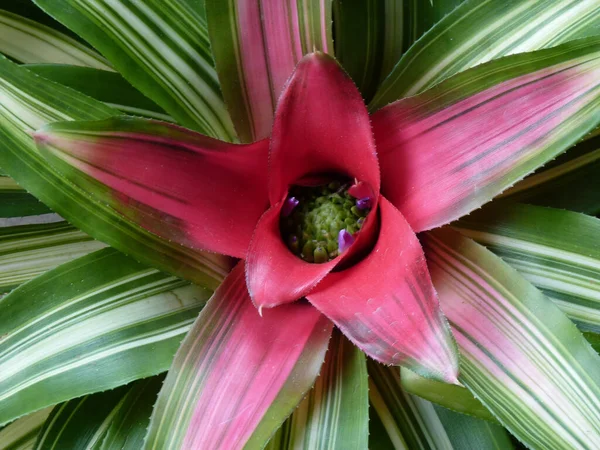 Close Neoregelia Jardim — Fotografia de Stock