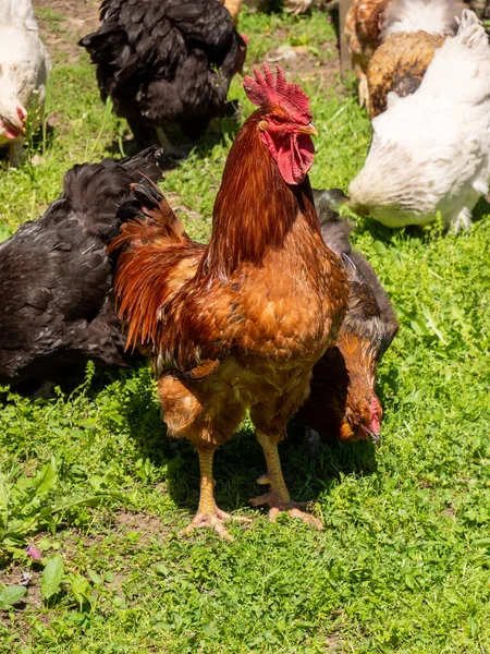 Yeşil Çayırdaki Tavukların Dikey Görüntüsü — Stok fotoğraf