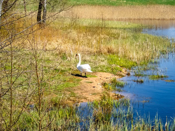 Solo Cisne Blanco Caminando Largo Orilla Del Lago Durante Día —  Fotos de Stock