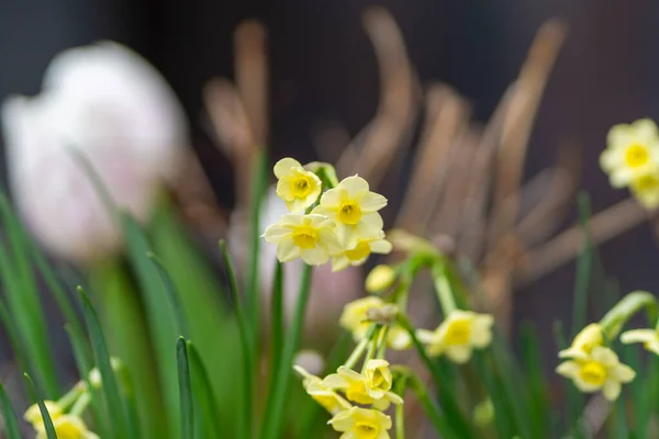 Ett Selektivt Fokus Vita Primulor Blommor Som Xer Fältet — Stockfoto