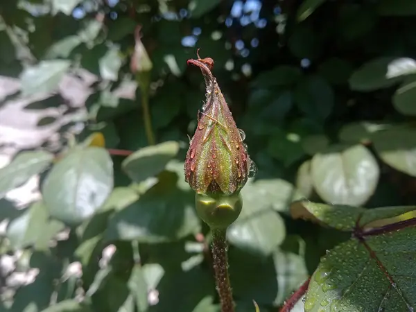 庭の花芽の柔らかい焦点 — ストック写真