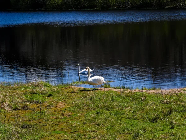 Dos Hermosos Cisnes Blancos Orilla Del Lago Día Soleado — Foto de Stock