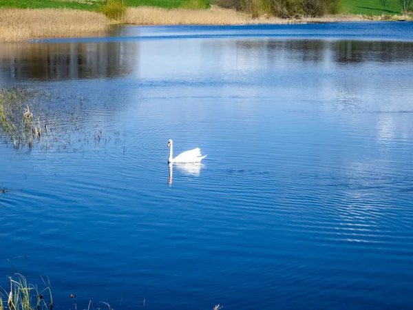 Una Hermosa Toma Cisne Blanco Flotando Agua Azul Del Lago — Foto de Stock