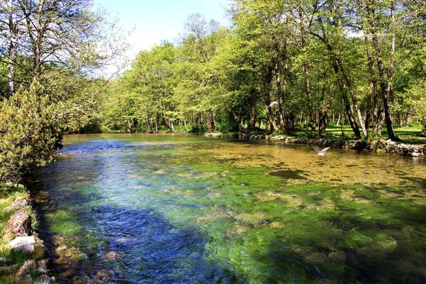 一条平静的河 被美丽的公园里的树木环绕 — 图库照片