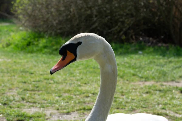 Een Selectieve Focus Van Witte Priemrozen Bloemen Groeien Het Veld — Stockfoto