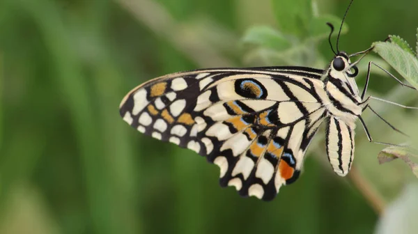 漂亮的石灰蝴蝶的特写 木乃伊 — 图库照片