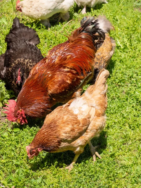 Plan Vertical Poulets Dans Une Prairie Verte — Photo