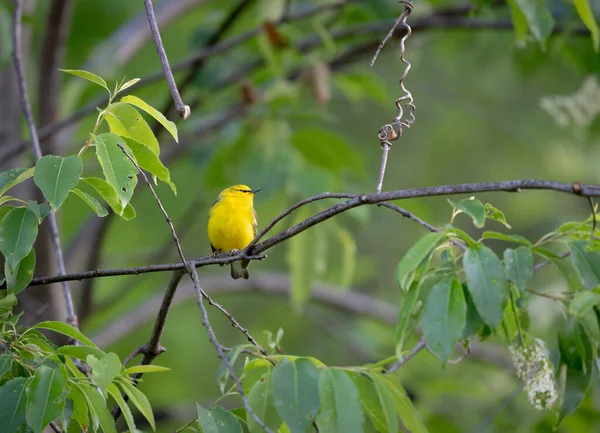 Selektywne Ujęcie Ptaka Vermivora Siedzącego Gałęzi — Zdjęcie stockowe